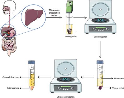 liver microsomes